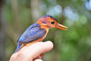 Arabuko sokoke dwarf kingfisher