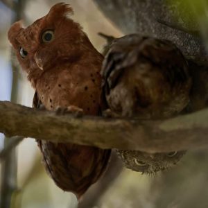 Arabuko sokoke scope owl