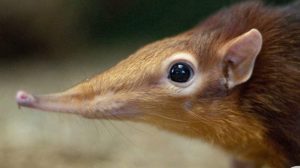 Elephant shrew