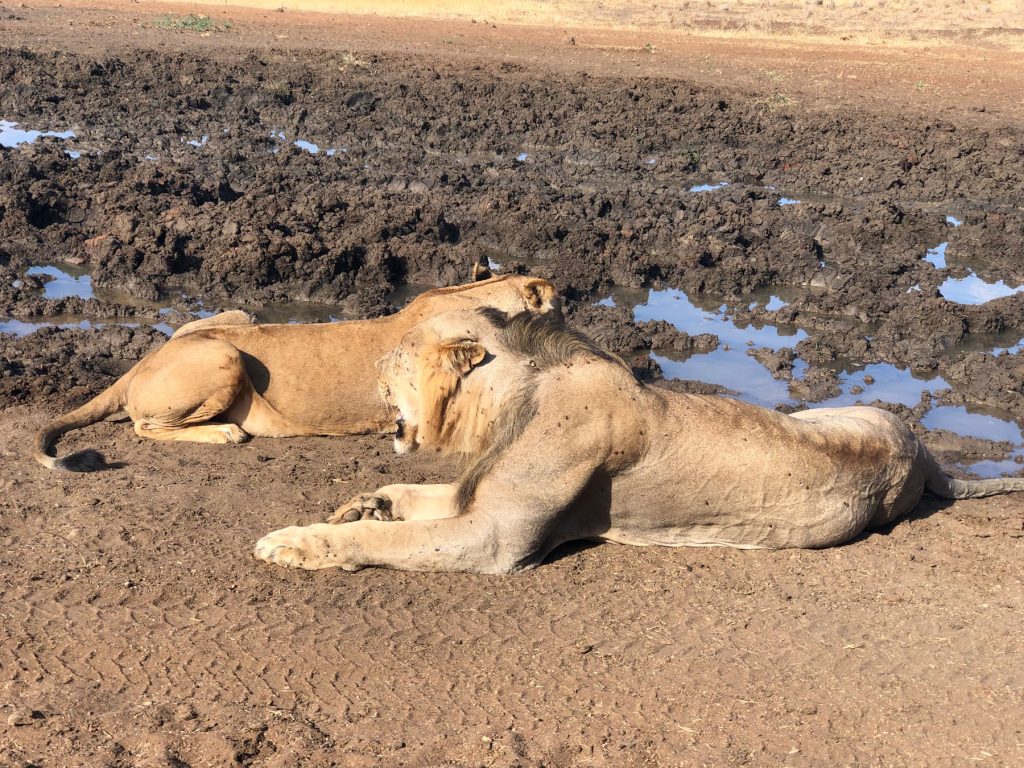2 Days Safari Tsavo East