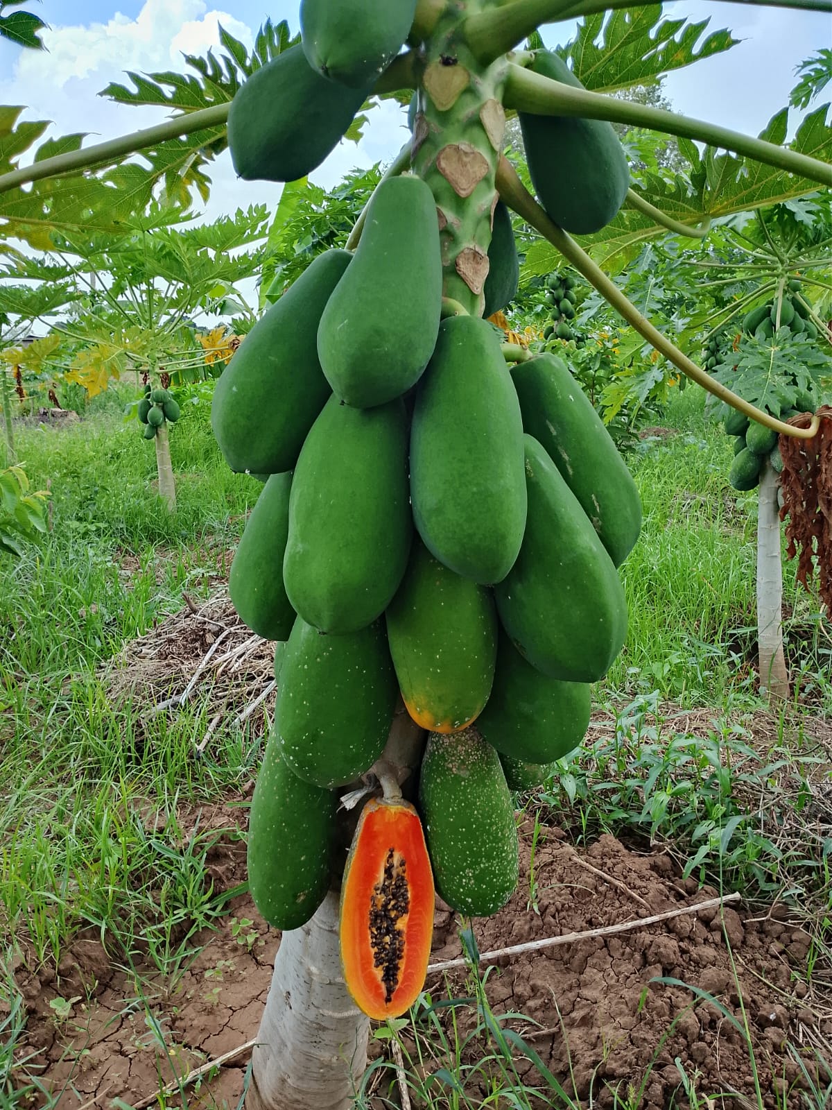 Malindi AgriTourism Tour